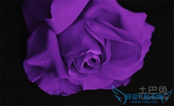 紫玫瑰图片 紫玫瑰图片