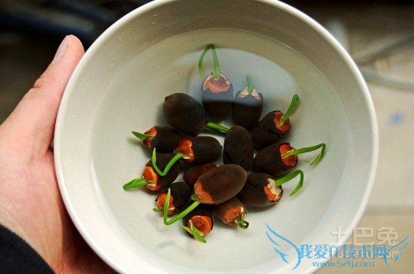 碗莲怎么种 碗莲怎么种