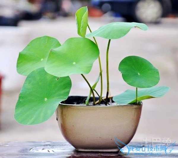 碗莲怎么种 碗莲怎么种