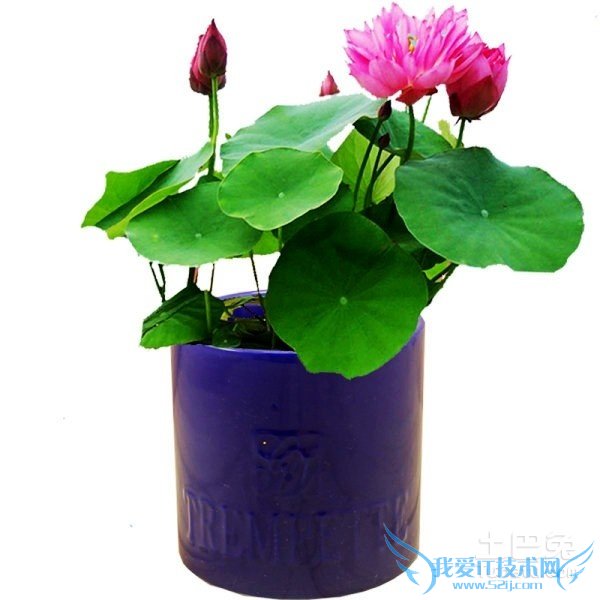 碗莲怎么种 碗莲怎么种