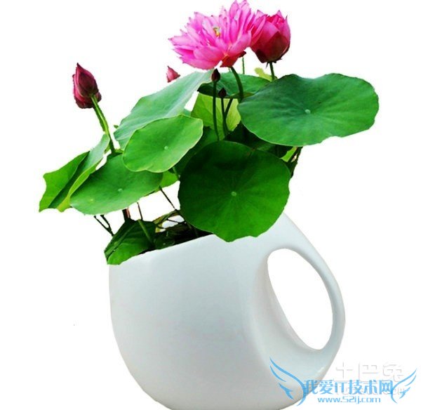 碗莲怎么种 碗莲怎么种