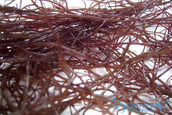 龙须菜养殖 龙须菜养殖