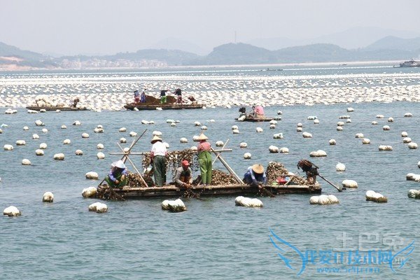 龙须菜养殖 龙须菜养殖