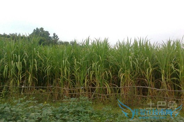 皇竹草养猪 皇竹草养猪