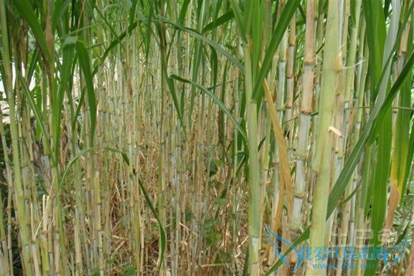 皇竹草养猪 皇竹草养猪