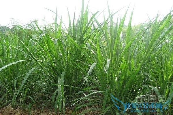 皇竹草养猪 皇竹草养猪