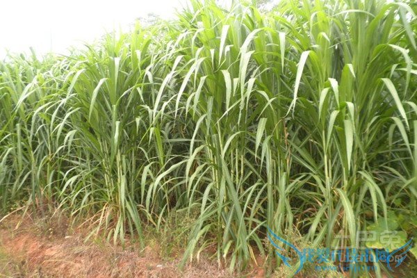 皇竹草养猪 皇竹草养猪