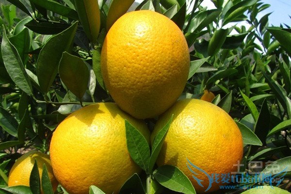 奉节脐橙图片 奉节脐橙图片