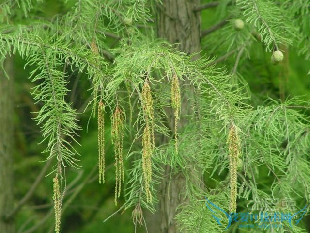 落羽杉图片 落羽杉图片