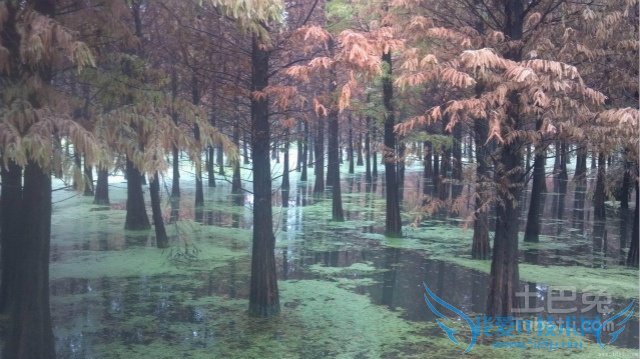 落羽杉图片 落羽杉图片