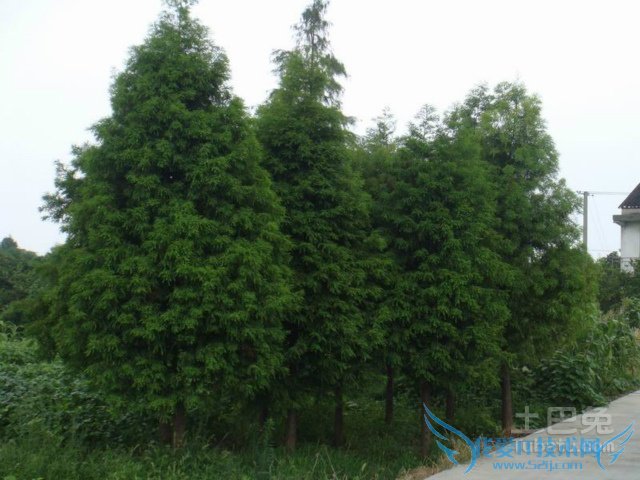 落羽杉图片 落羽杉图片