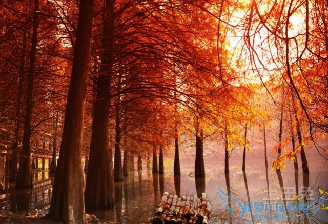 落羽杉图片 落羽杉图片