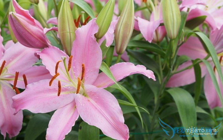 ˮٺϻĹЧ ˮٺϻʹע