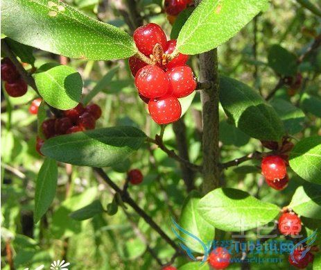 稠李可以吃吗 稠李可以吃吗