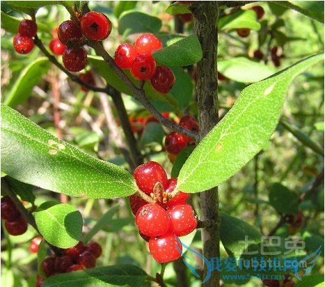 稠李可以吃吗 稠李可以吃吗