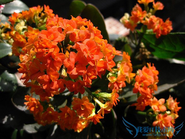 长寿花图片大全 长寿花姿态观赏