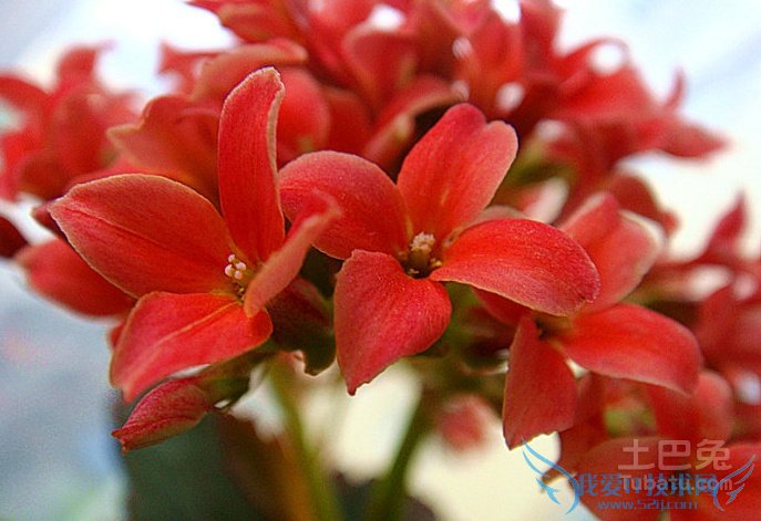 长寿花图片 长寿花图片