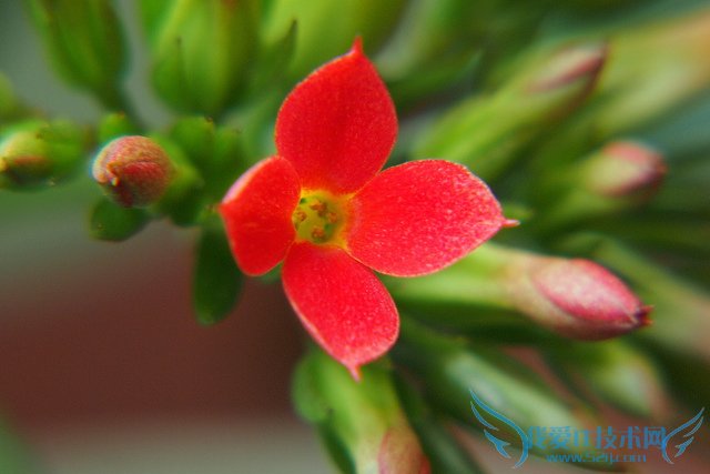 长寿花图片大全 长寿花姿态观赏