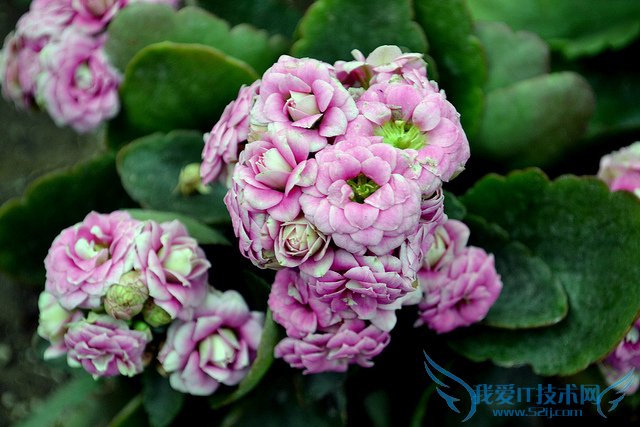 长寿花图片大全 长寿花姿态观赏