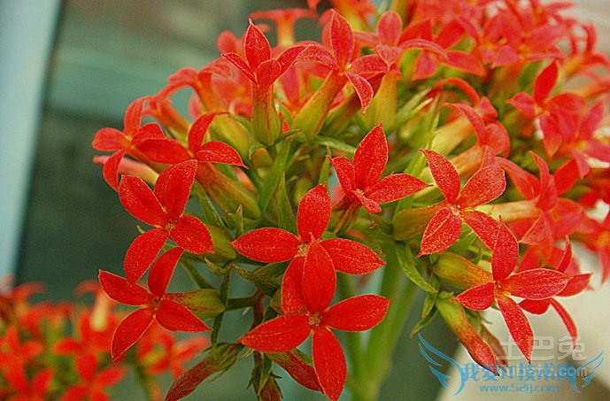 长寿花图片 长寿花图片