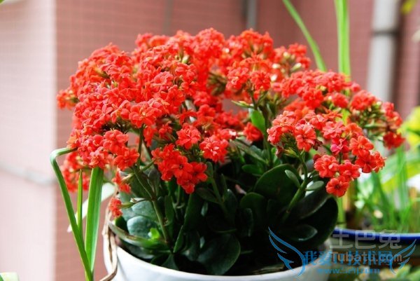 长寿花图片 长寿花图片