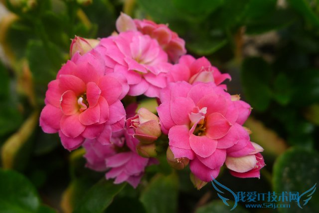 长寿花图片大全 长寿花姿态观赏