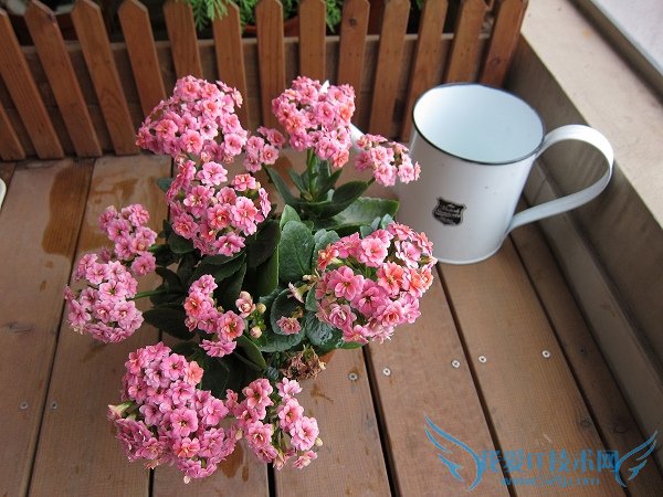 长寿花图片大全 长寿花姿态观赏