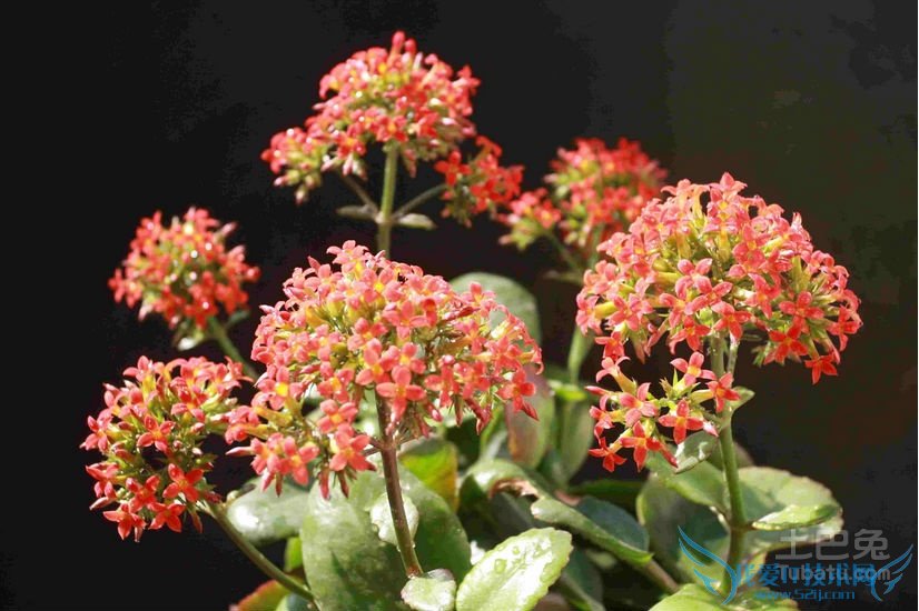 长寿花图片 长寿花图片