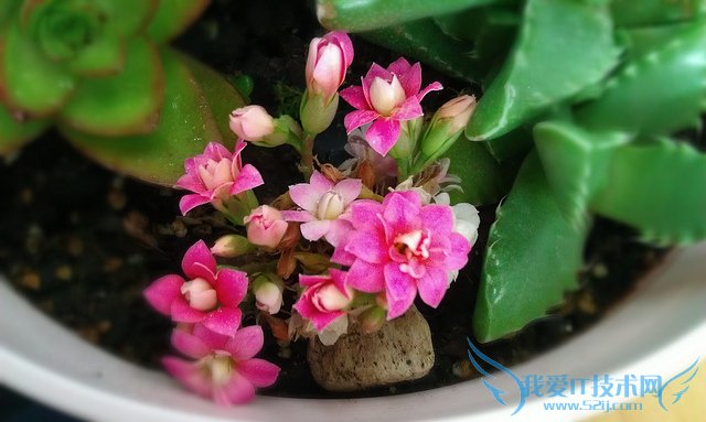 长寿花图片大全 长寿花姿态观赏