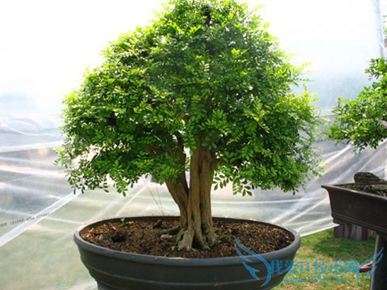 九里香的病虫害 教你轻松解决五大虫病害