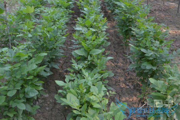 白蜡小苗管理 白蜡小苗管理