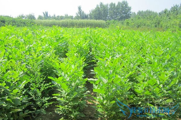 白蜡小苗管理 白蜡小苗管理