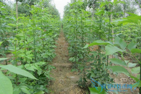 白蜡小苗管理 白蜡小苗管理