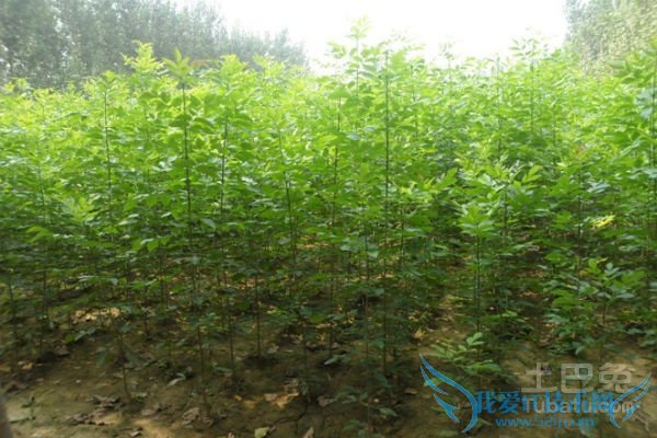 白蜡小苗管理 白蜡小苗管理