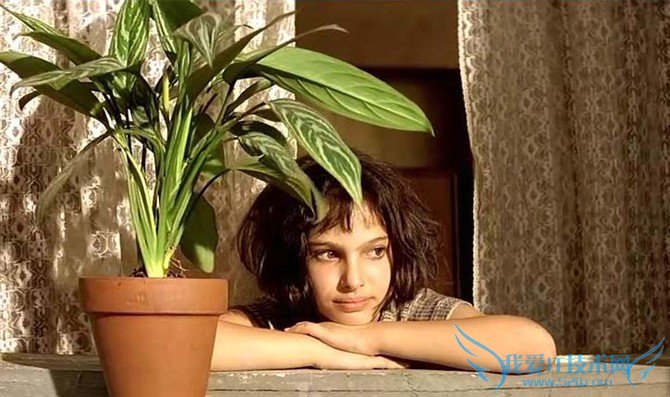 银皇后的养殖方法和注意事项 揭秘银皇后怎么养