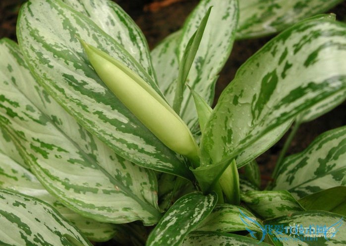 银皇后的养殖方法和注意事项 揭秘银皇后怎么养