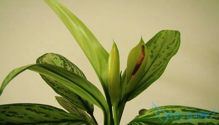 银皇后的养殖方法和注意事项 揭秘银皇后怎么养