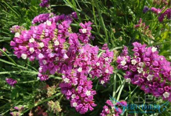 跳舞草图片 跳舞草图片