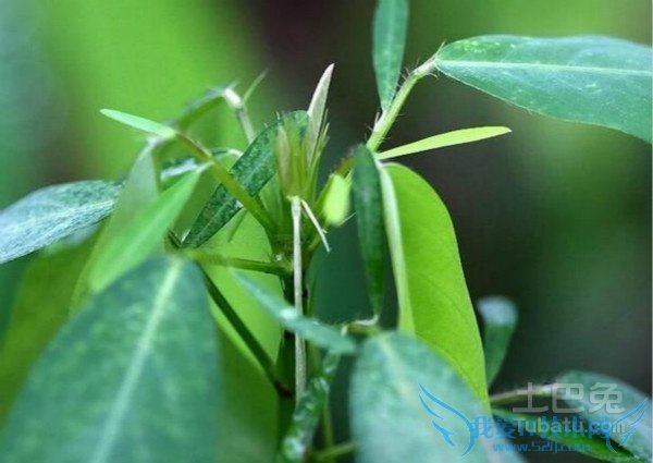 跳舞草图片 跳舞草图片