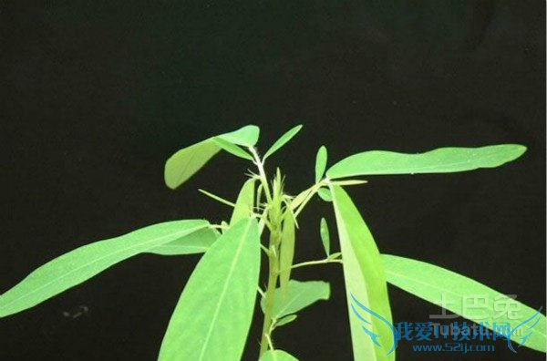 跳舞草图片 跳舞草图片