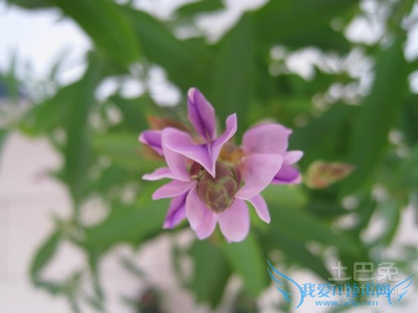 跳舞草图片 跳舞草图片