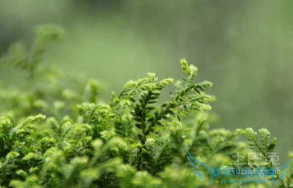 跳舞草图片 跳舞草图片