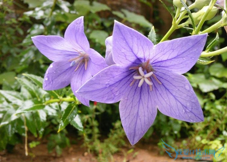 桔梗的功效与作用 桔梗的食用禁忌与方法