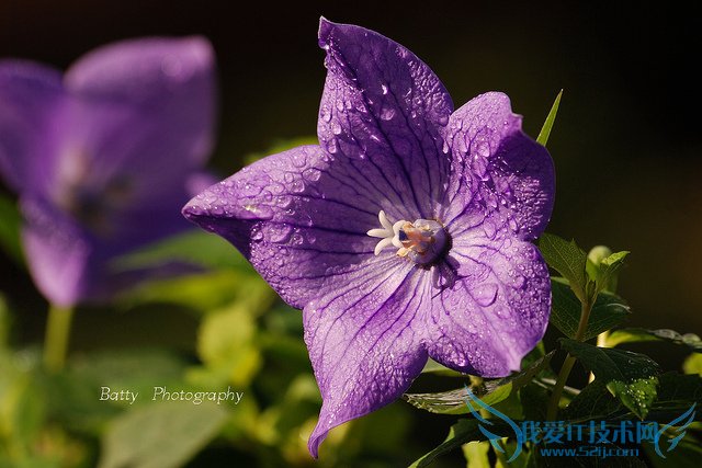 桔梗的功效与作用 桔梗的食用禁忌与方法