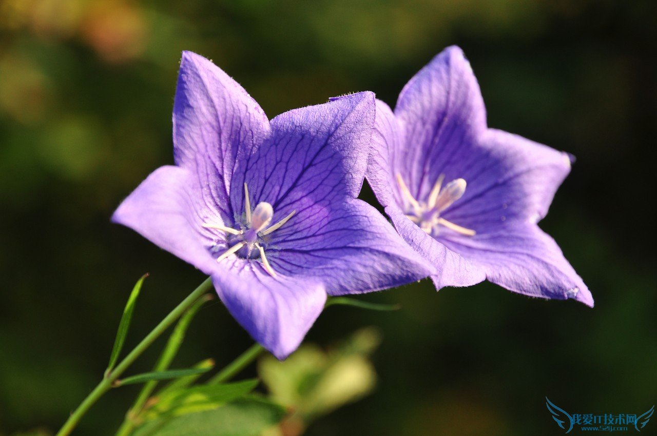 桔梗的功效与作用 桔梗的食用禁忌与方法