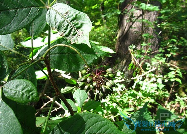 刺五加种植 刺五加种植