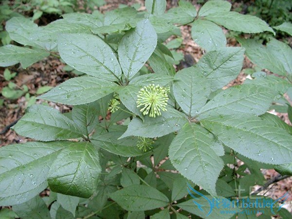 刺五加种植 刺五加种植
