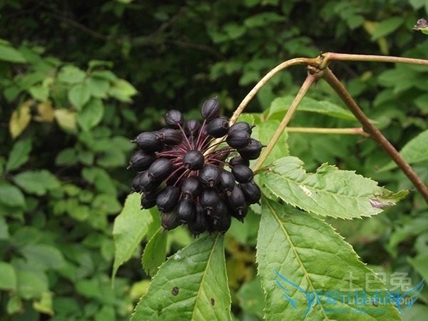 刺五加种植 刺五加种植
