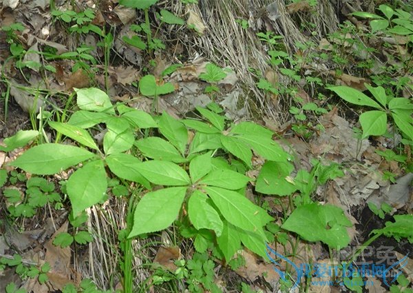 刺五加种植 刺五加种植