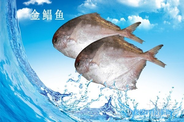 金鲳鱼图片 金鲳鱼图片